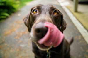 dog with tongue